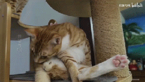 一只小烧猫3.gif