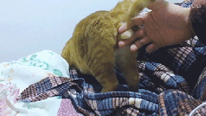 猫蛋2 1 SM.gif