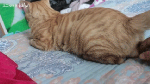 大蛋猫5.gif