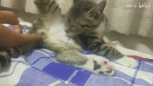 一只喜欢被摸蛋蛋的猫2.gif