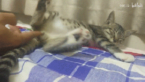 一只喜欢被摸蛋蛋的猫5.gif