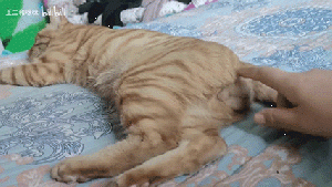 猫蛋4 1 SM.gif