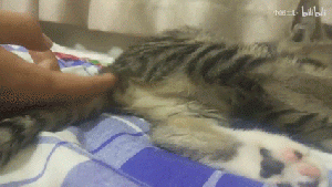 一只喜欢被摸蛋蛋的猫1.gif