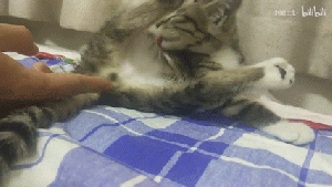 一只喜欢被摸蛋蛋的猫3.gif