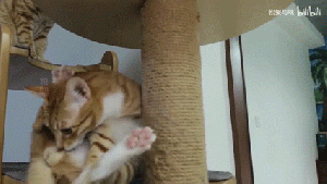 一只小烧猫2.gif