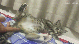 一只喜欢被摸蛋蛋的猫6.gif