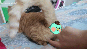 大蛋猫4.gif