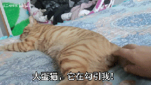 大蛋猫2.gif