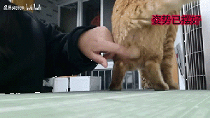 猫蛋3 1 SM.gif