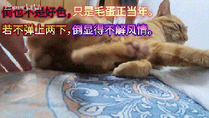 不是好色4.gif