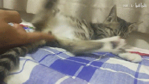 一只喜欢被摸蛋蛋的猫4.gif