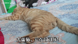 大蛋猫1.gif