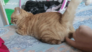 大蛋猫6.gif